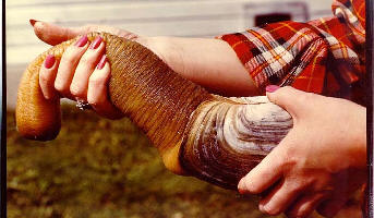 msz Rollins pet clam