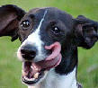 woof......slurp