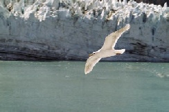pp4ae256ee.jpg